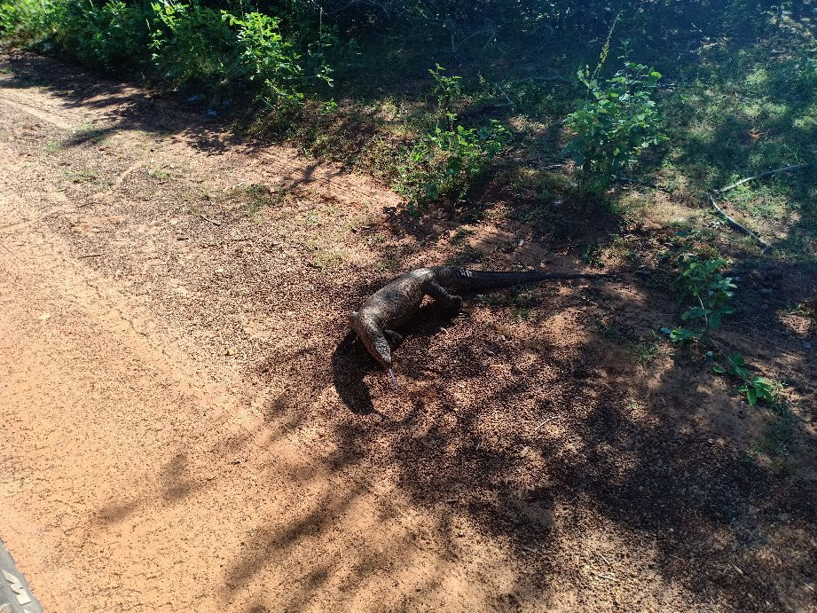 Elegant Safari-Hambantota必去景点