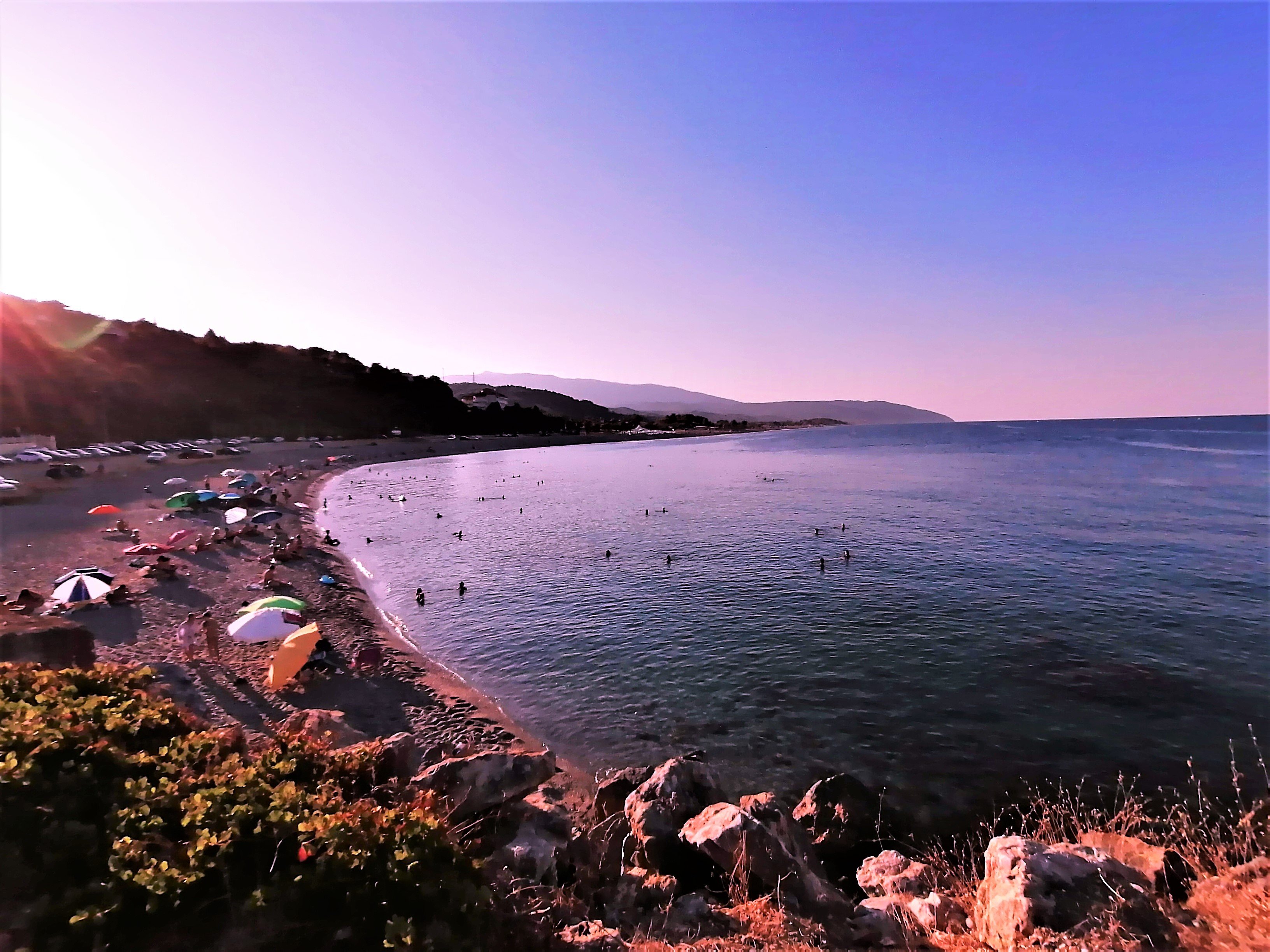Amanitis Caesarea-官方