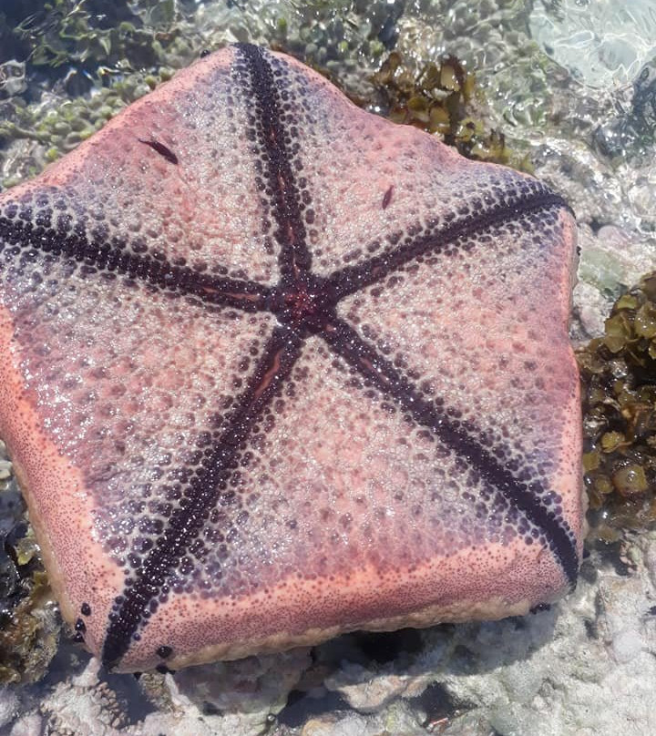 Paje Beach-帕杰必去景点