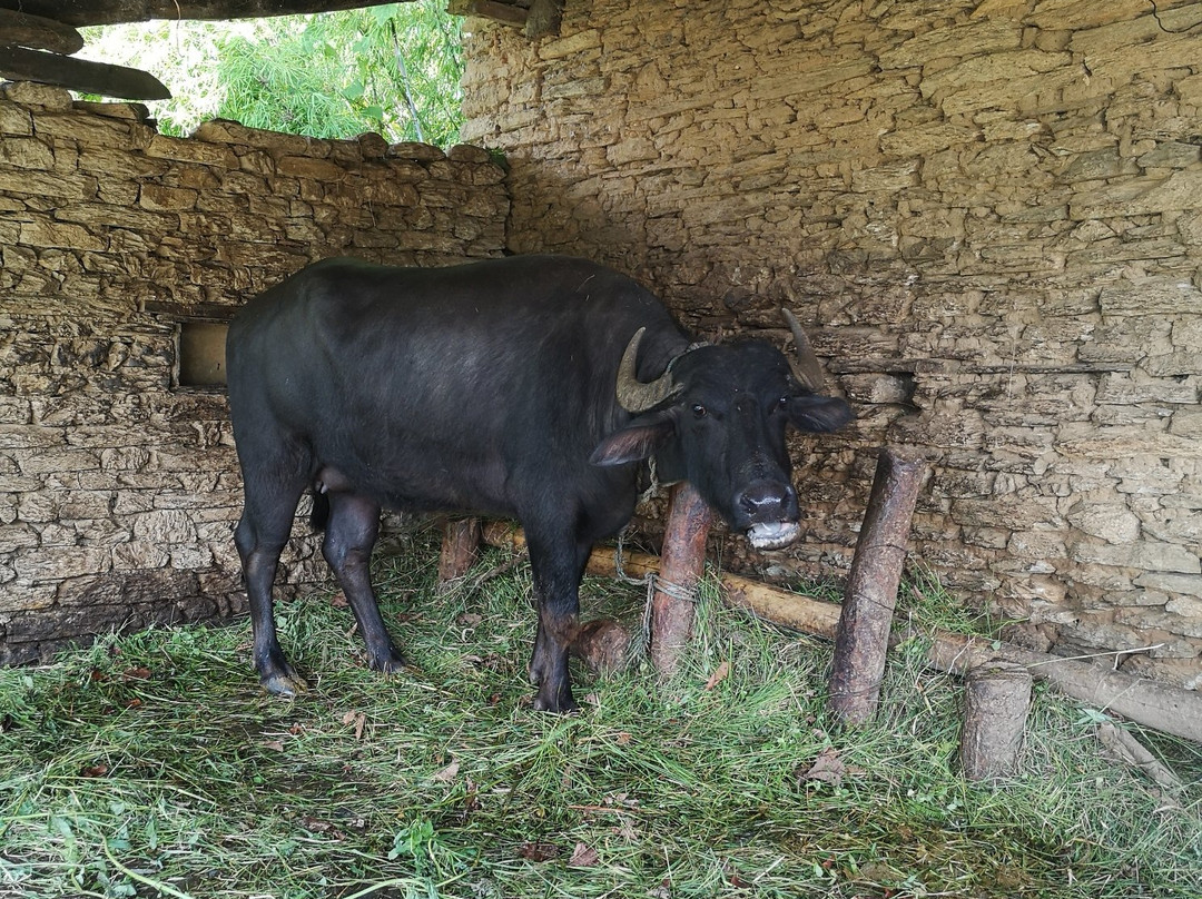 Mystique Highland Resort主图