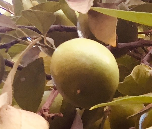 Hotel Jardines Baja主图