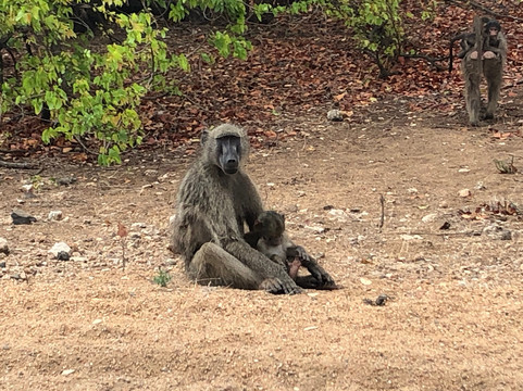 Natural Earth Safaris-霍德斯普鲁特必去景点