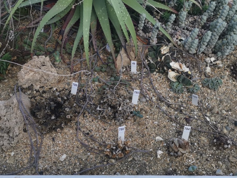 Botanical Garden of Cacti and Succulent Plants 'Mora i Bravard' of Casarabonela景点图片