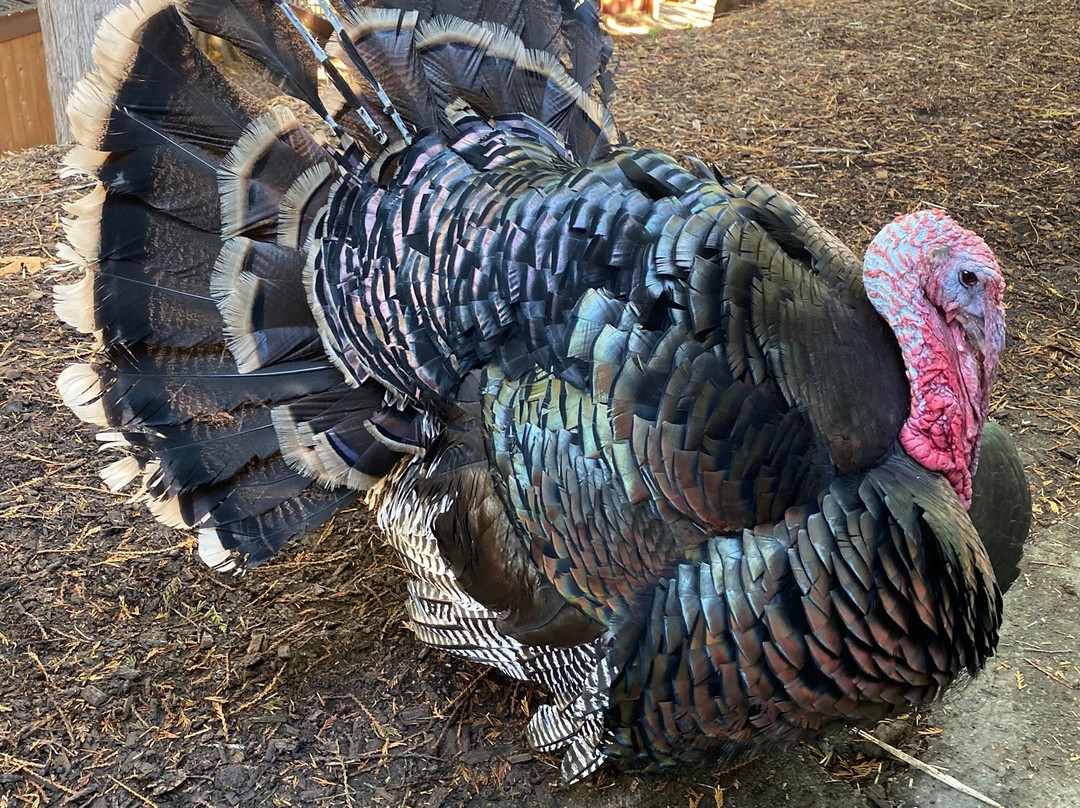 Coastal Black Estate Winery-黑溪必去景点