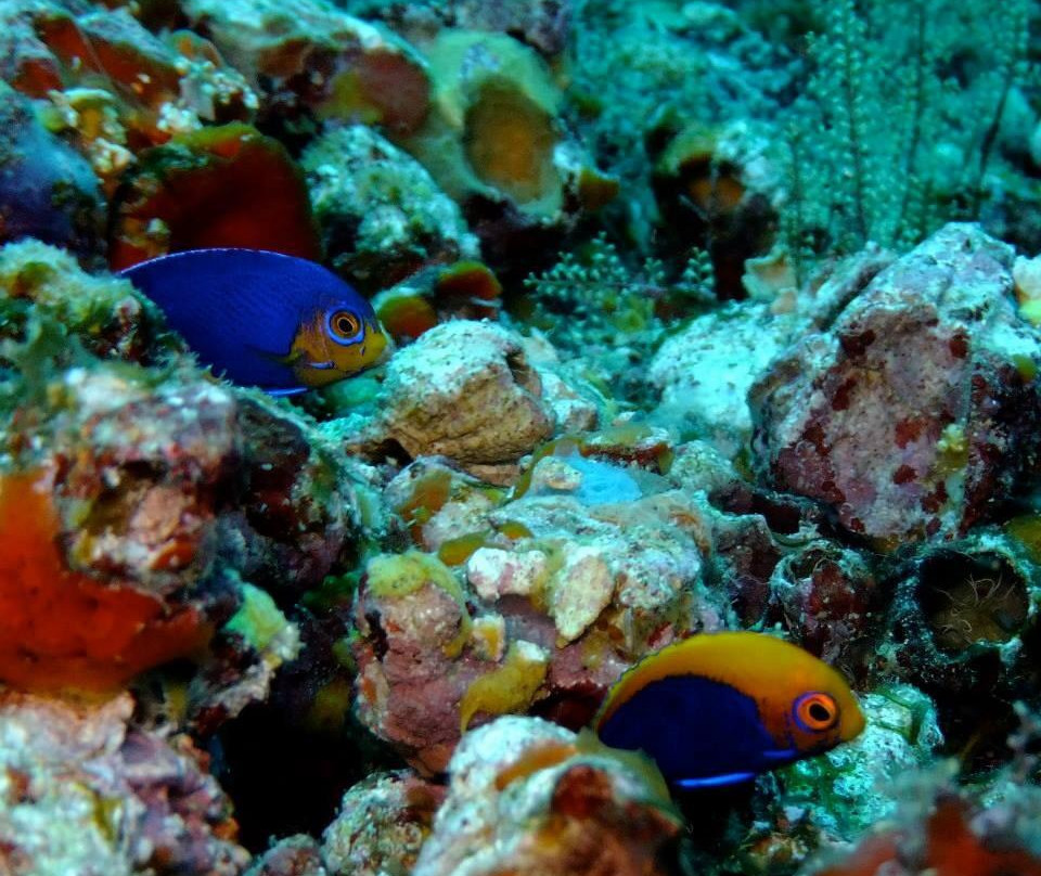 Tobago Dive Experience景点图片