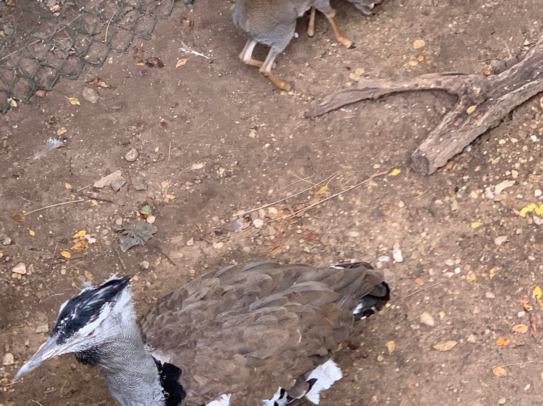 Cameron Park Zoo-韦科必去景点