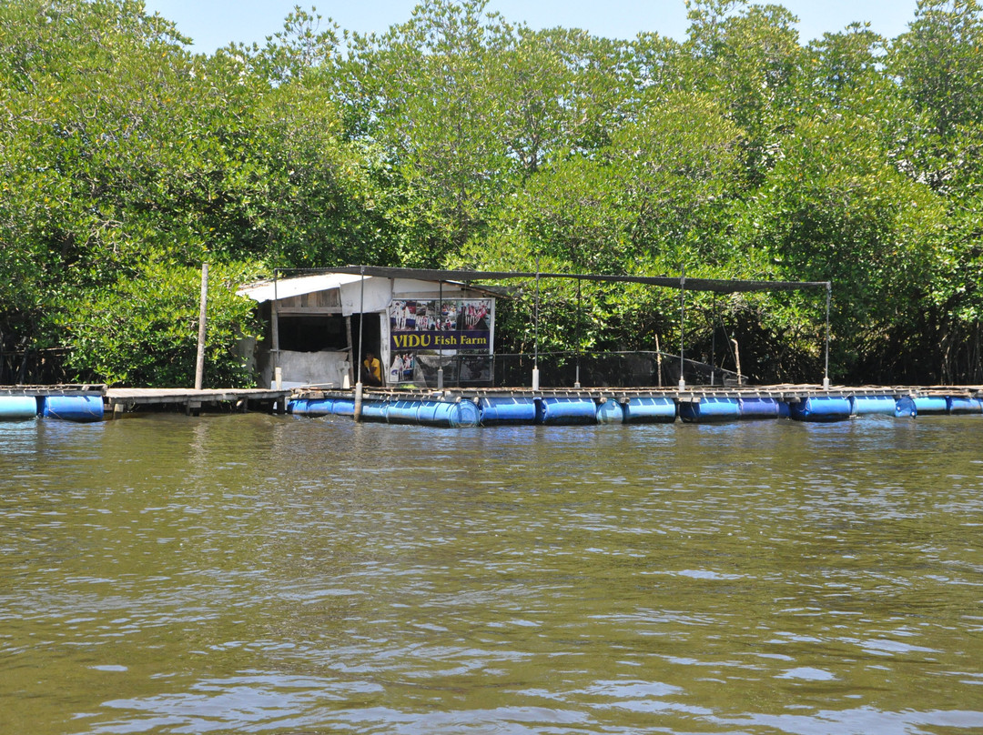 Mangrove Cave River Safari-亚洪加拉必去景点