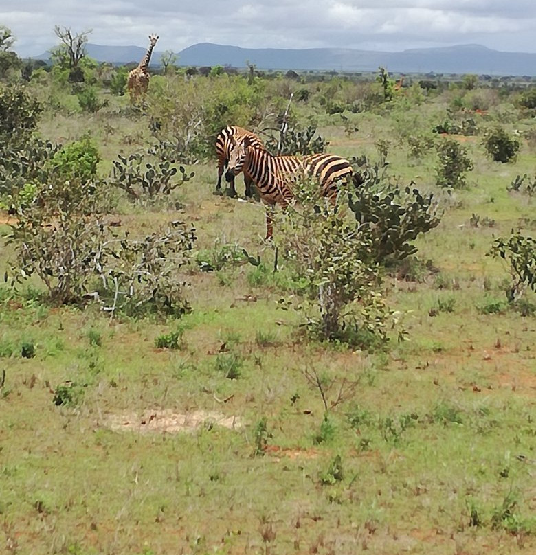 Africa Viva-瓦塔木必去景点