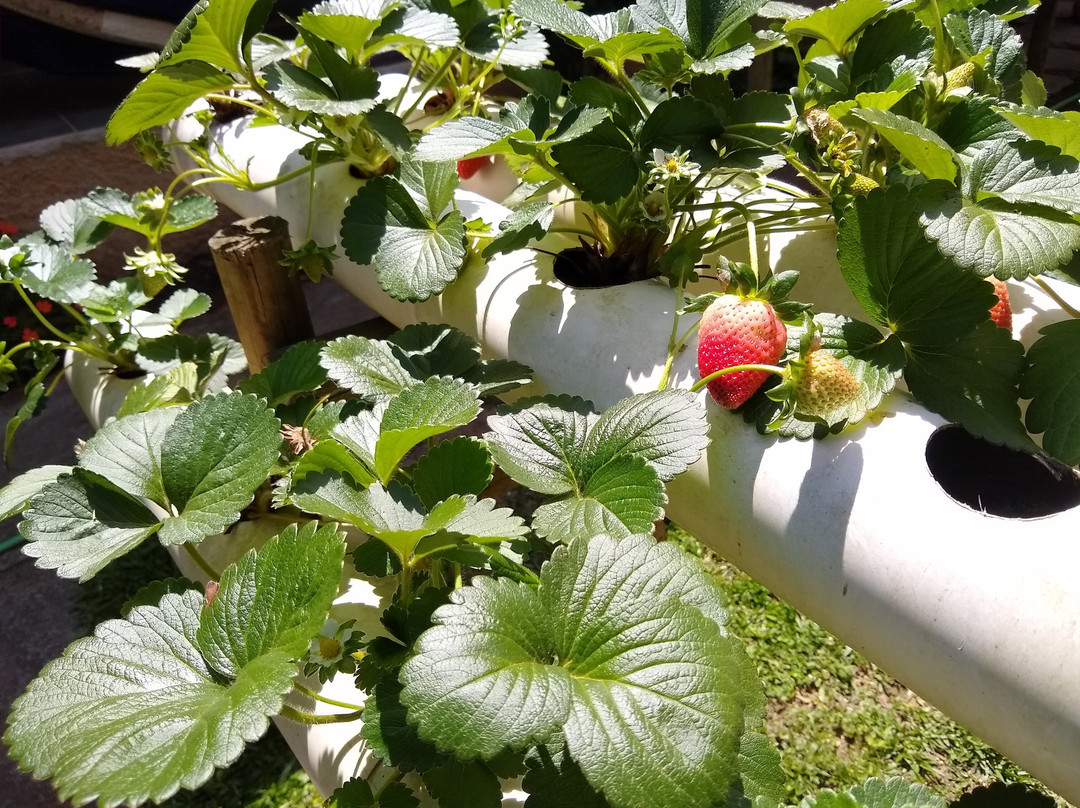 Pousada Canteiros主图