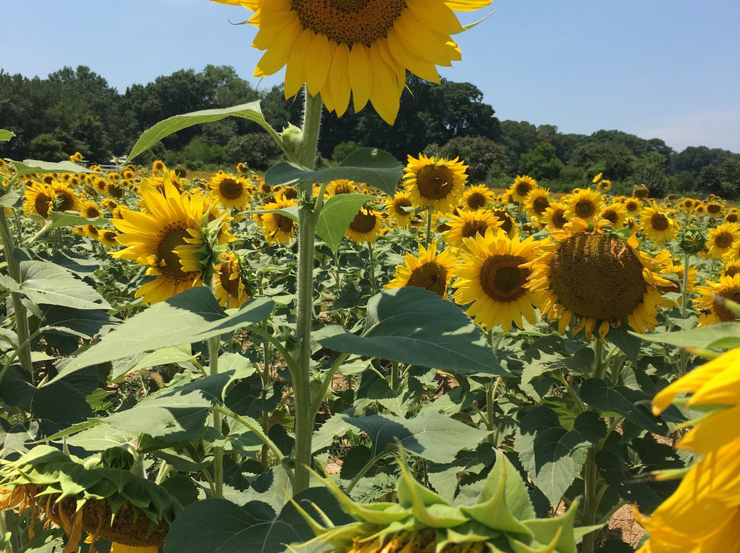 Dorothea Dix Park景点图片