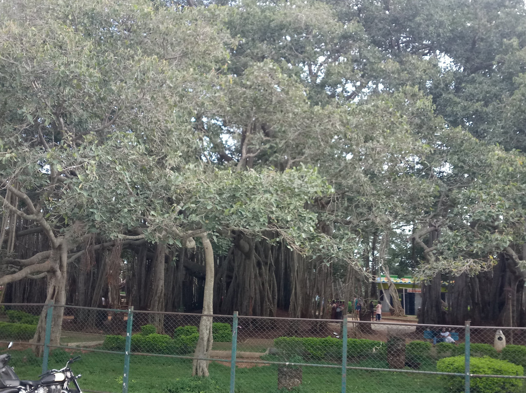 Big Banyan Tree-班加罗尔必去景点