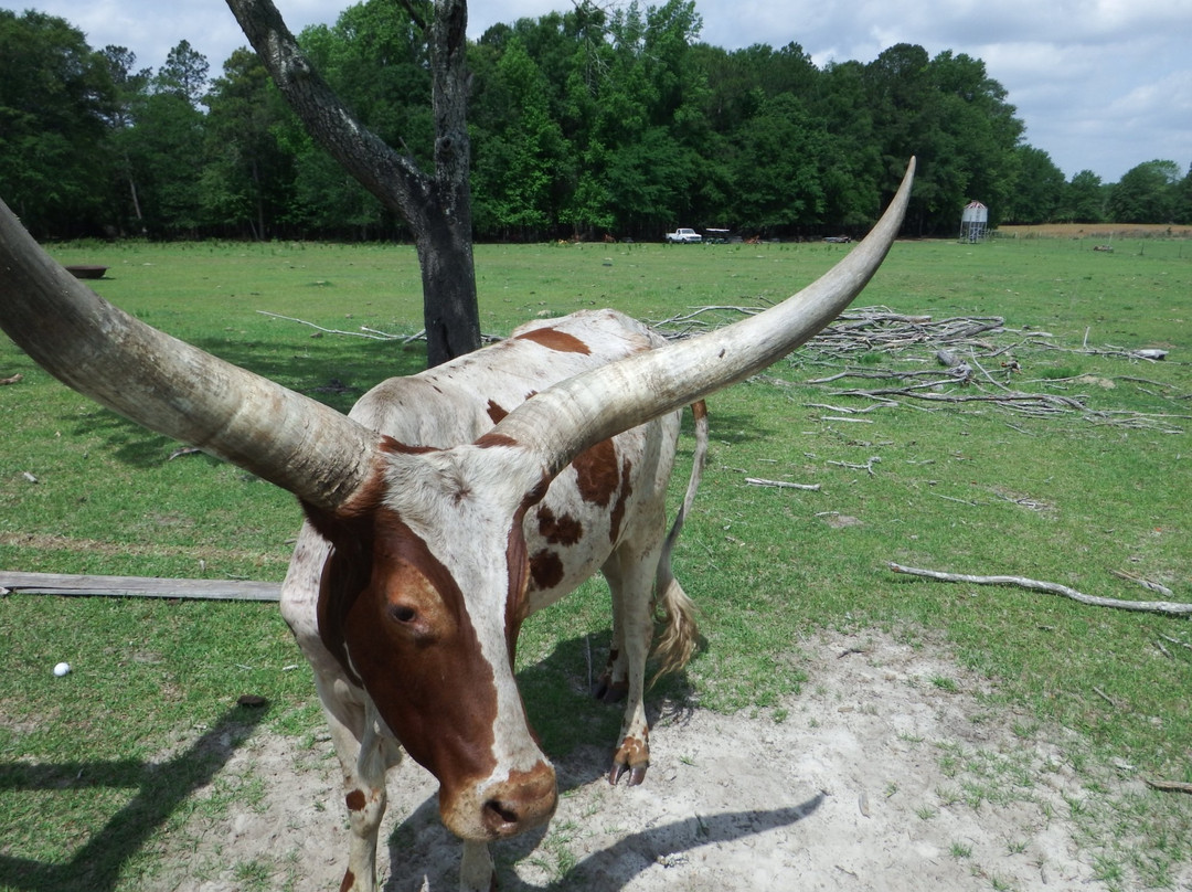Buckhorn Creek Ranch-Vidalia必去景点