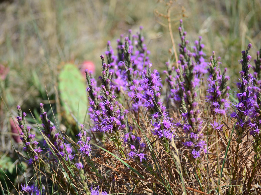 Reservoir Ridge Natural Area-科林斯堡必去景点
