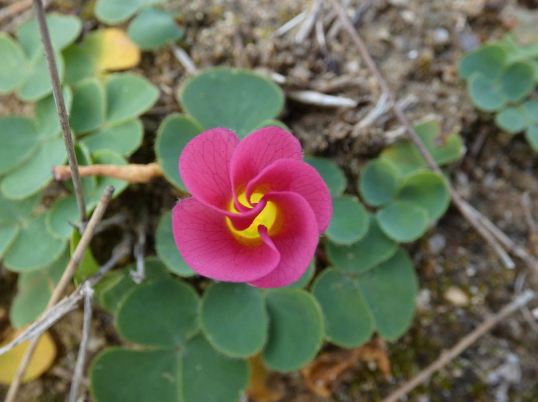 Kellerberrin Hill Lookout-Kellerberrin必去景点