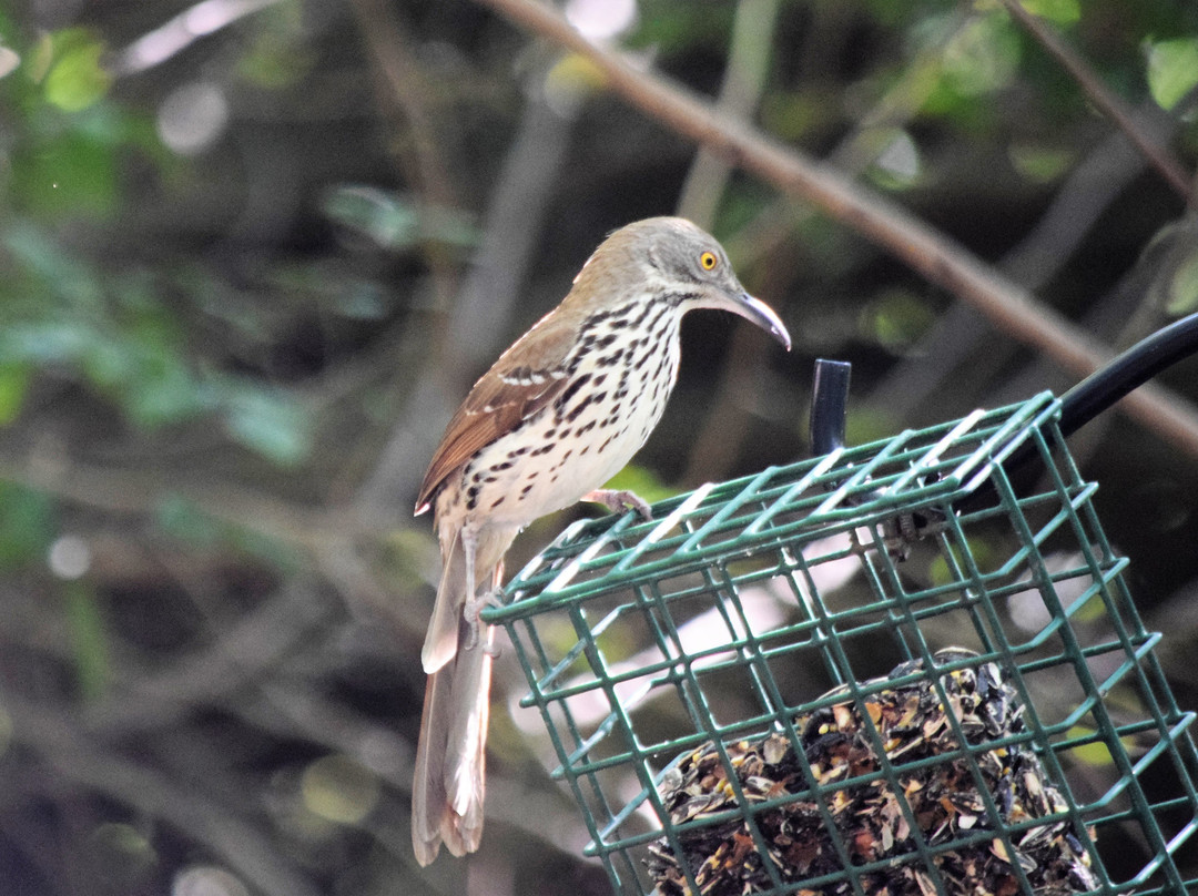 Hugh Ramsey Nature Park-Harlingen必去景点
