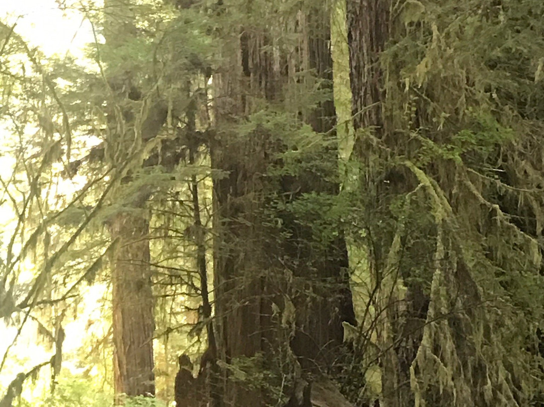 Big Tree-Orick必去景点