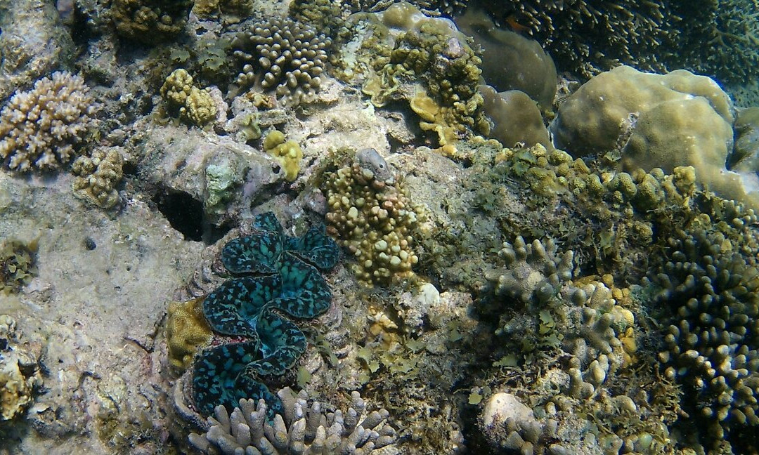 Maziwe Island-Pangani必去景点