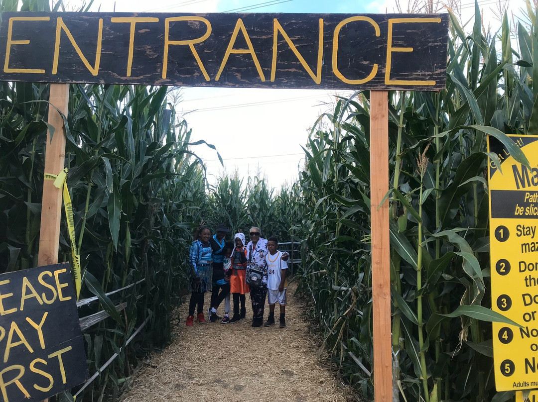 U-Pick Carlsbad Strawberry Company-卡尔斯巴德必去景点