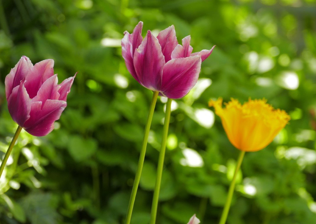 Continental House主图