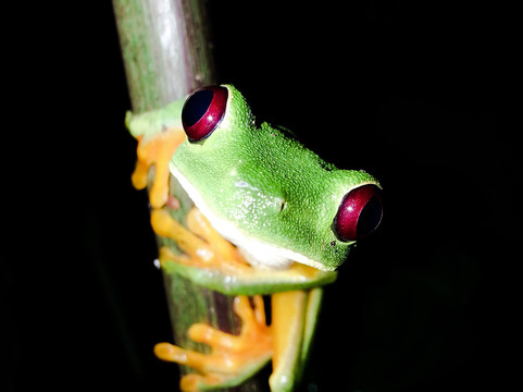 Jungle Night Tour Manuel Antonio-哥斯达黎加安东尼奥国家公园必去景点