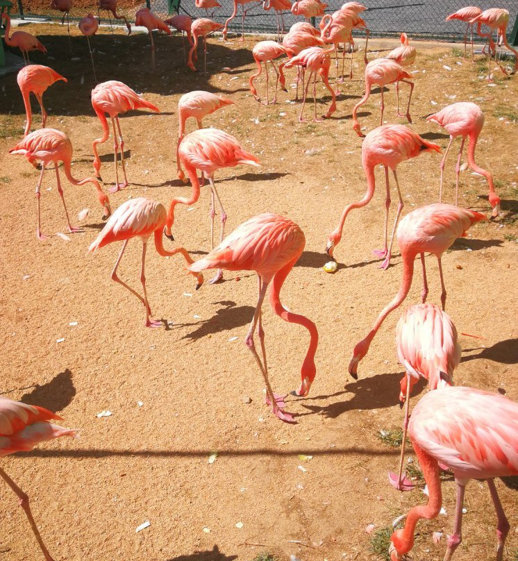 秦皇岛野生动物园景点图片