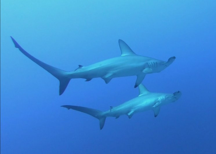 United Divers-Safaga必去景点