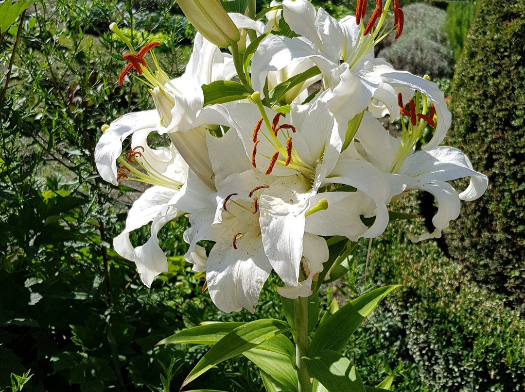 Der Herrengarten景点图片