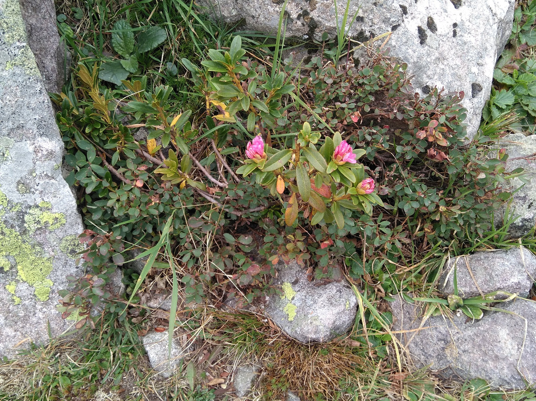 Alpe Cermis-Cavalese必去景点