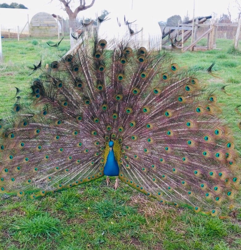 Granja Educativa Buena Vista-Osorno必去景点