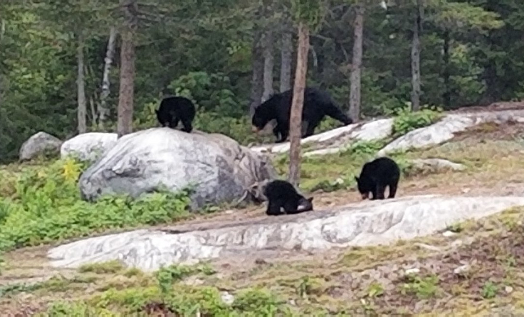 Observation de l'Ours Noir-Sacré-Coeur-Saguenay必去景点