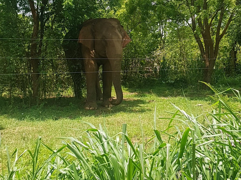 Island Journey Tours-科伦坡必去景点