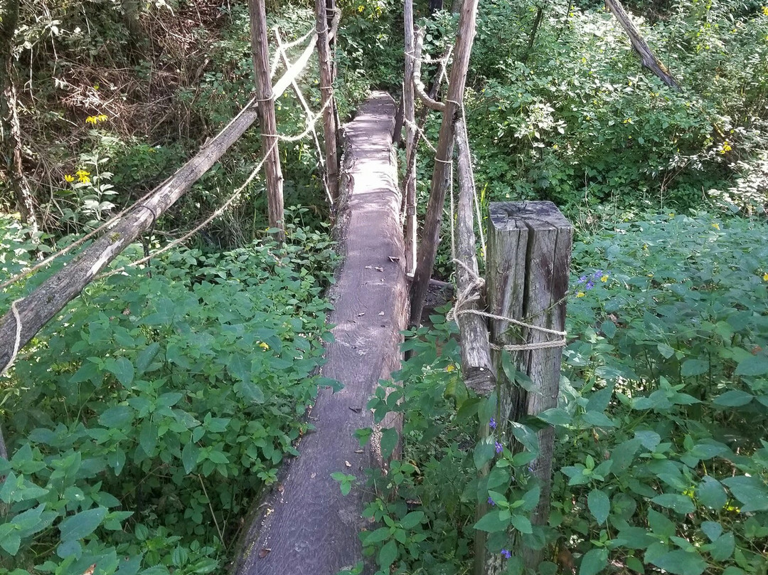 Tree Tops High Ropes Course景点图片