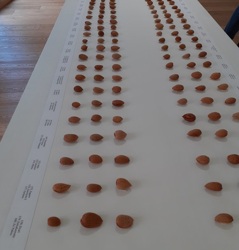 Marzipan - Museo della Mandorla Siciliana景点图片