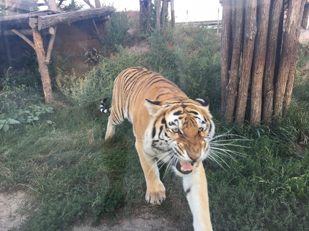 Malkia Park- Big Cats Rescue-Orechova Poton必去景点
