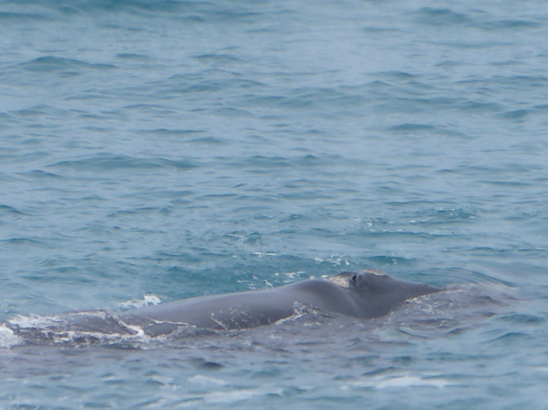 Head of Bight-Ceduna必去景点