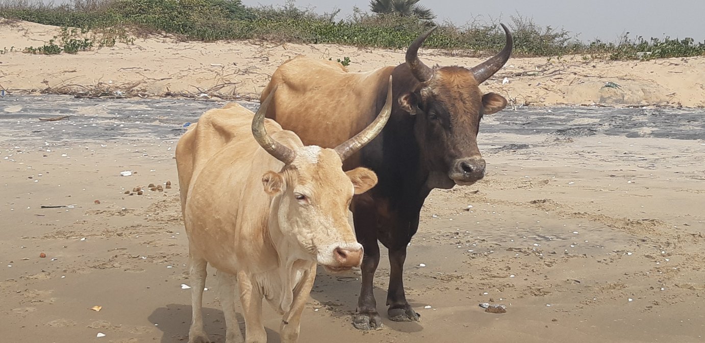 Auberge Abenebolong-泳池