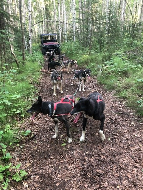 Frisky Pups Bed & Breakfast and Sled Dog Tours-费尔班克斯必去景点