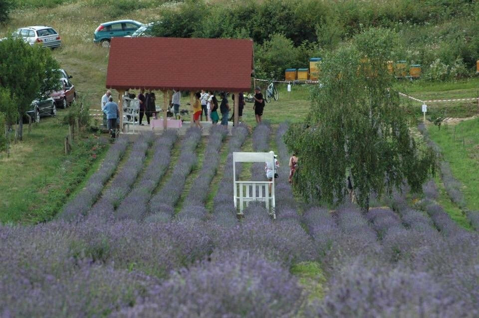Lavanda Oas-Satu Mare必去景点