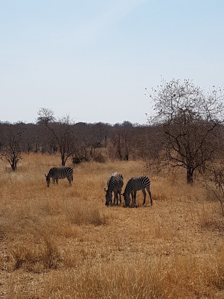 Chogela Safari Camp-官方