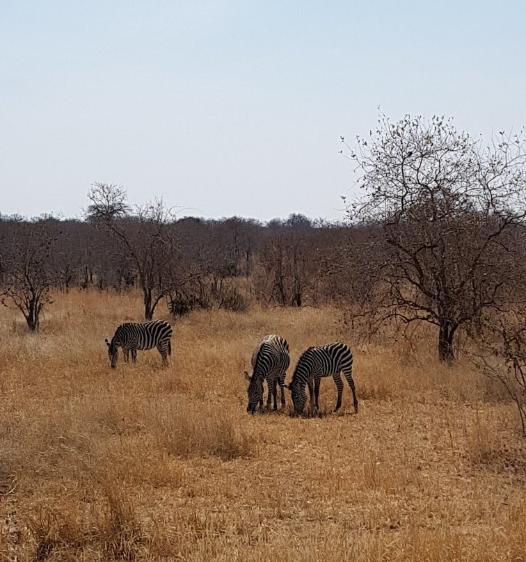 Chogela Safari Camp主图