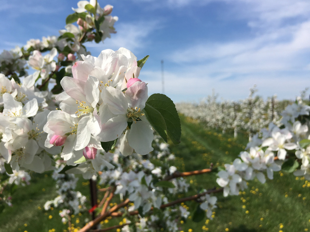 Country Blossom Farm, LLC景点图片