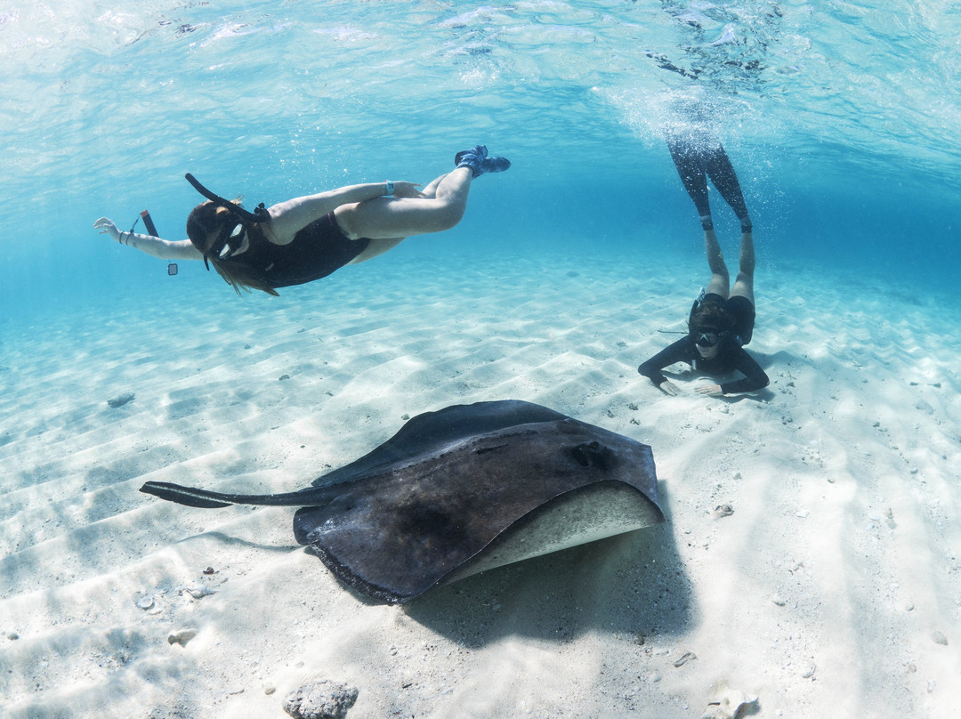 Bimini Biological Field Station Foundation景点图片