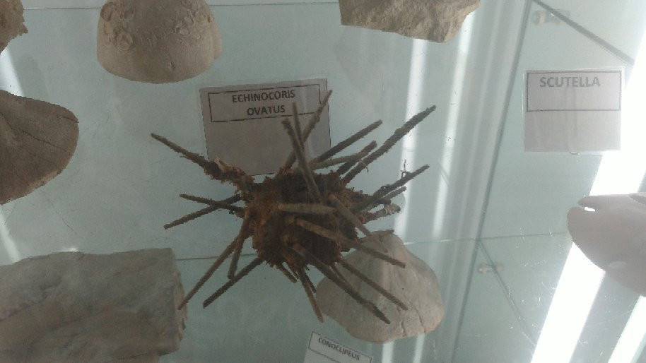 Museo della Marineria e delle Conchiglie di Viserbella-Viserbella必去景点