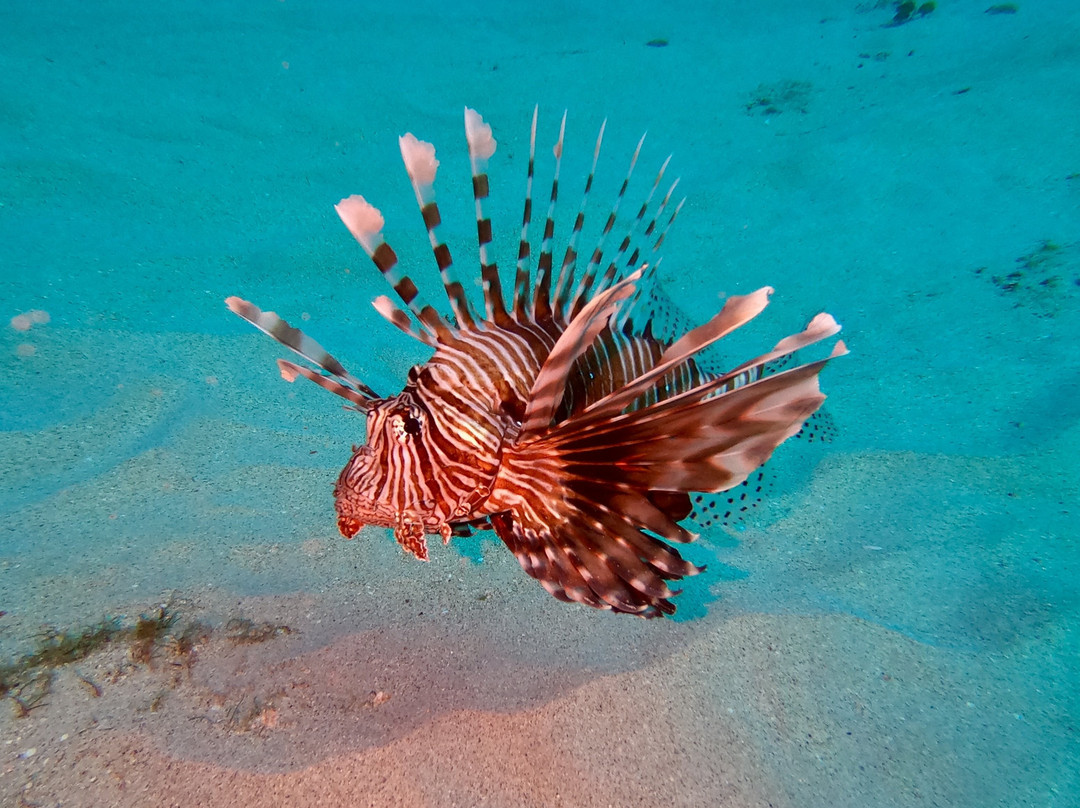 Ocean Divers-弗力克昂弗雷克必去景点