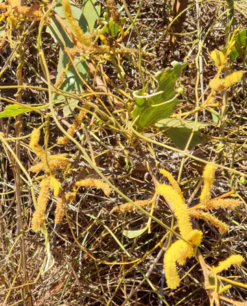 Kimberley Cultural Adventures-布鲁姆必去景点