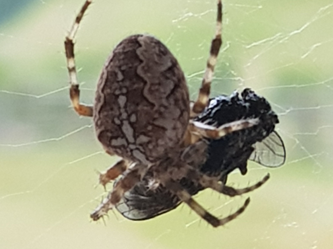 Gasthaus Mayor主图