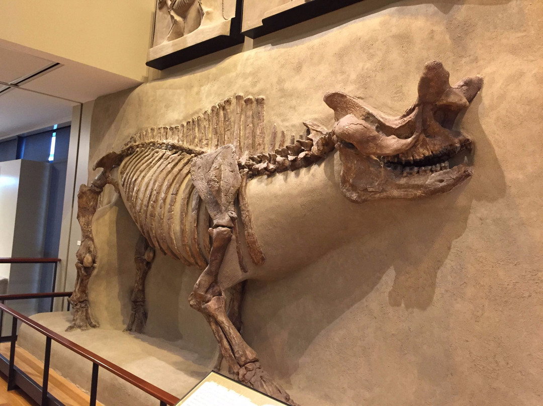 Amherst College Museum of Natural History-艾姆赫斯特必去景点