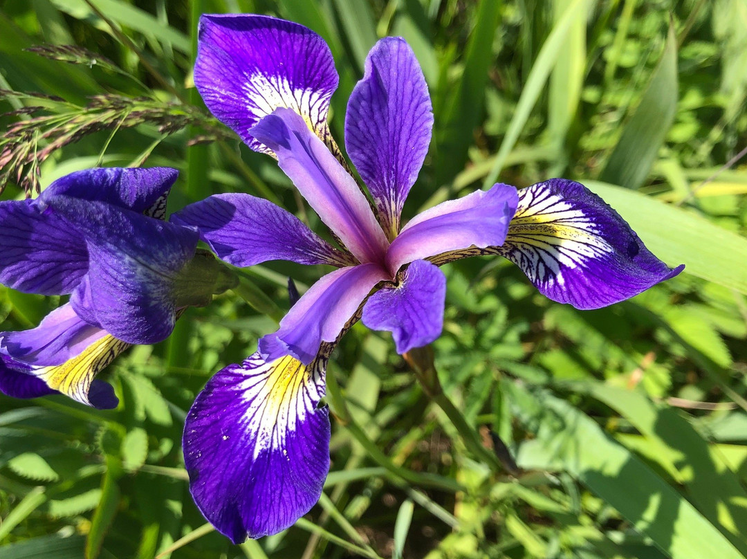 Berry Hill Pond Trail-Rocky Harbour必去景点