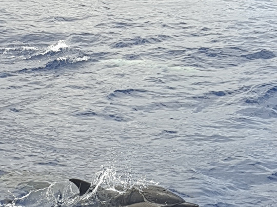 Madeira Ocean Tours-沙尔必去景点