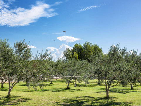 Sv. Ivan olive oil mill-佛迪赛必去景点